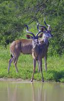Krüger Nationalpark - Kudu