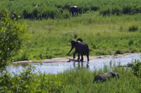 Krüger Nationalpark - Afrikanischer Elefant