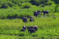 Krüger Nationalpark - Afrikanischer Elefant