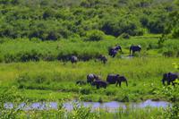 Krüger Nationalpark - Afrikanischer Elefant