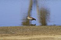 Krüger Nationalpark - Rotschnabelente