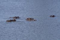 Krüger Nationalpark - Flusspferd