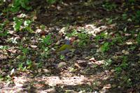 Krüger Nationalpark - Buntastrild