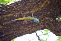 Krüger Nationalpark - Eidechse