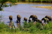 Krüger Nationalpark - Afrikanischer Elefant