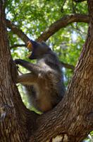 Krüger Nationalpark - Pavian