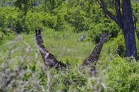 Krüger Nationalpark - Giraffe
