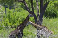 Krüger Nationalpark - Giraffe