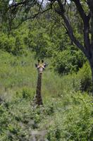 Krüger Nationalpark - Giraffe