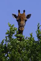 Krüger Nationalpark - Giraffe