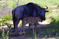 Krüger Nationalpark - Streifengnu