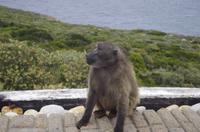 Kap der Guten Hoffnung - Pavian 