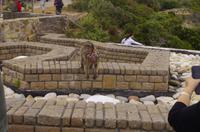 Kap der Guten Hoffnung - Pavian 