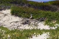 Südafrika - Pinguin-Kolonie