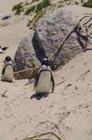 Südafrika - Pinguin-Kolonie