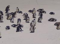 Südafrika - Pinguin-Kolonie