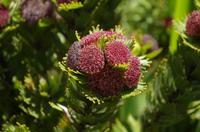 Kirstenbosch - Botanischer Garten