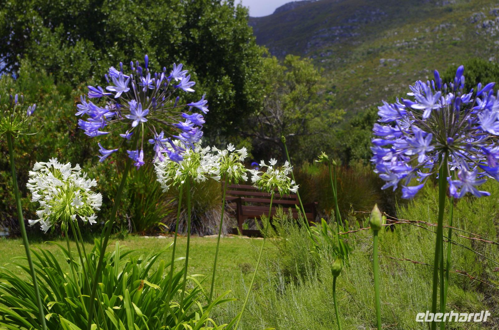 Kirstenbosch - Botanischer Garten