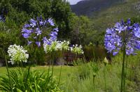 Kirstenbosch - Botanischer Garten