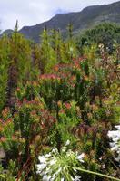 Kirstenbosch - Botanischer Garten