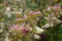 Kirstenbosch - Botanischer Garten
