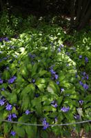 Kirstenbosch - Botanischer Garten