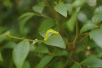 Kirstenbosch - Botanischer Garten - Raupe