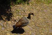 Kirstenbosch - Botanischer Garten - Gans