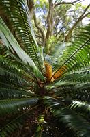 Kirstenbosch - Botanischer Garten