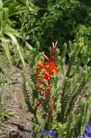 Kirstenbosch - Botanischer Garten