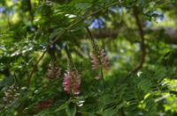 Kirstenbosch - Botanischer Garten