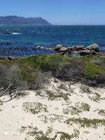 Pinguin Kolonie an der Falschen Bucht