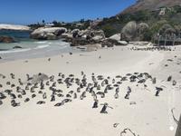 Pinguine am Boulders Beach