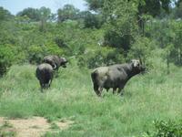 Afrikanischer Büffel