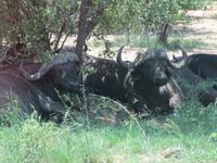Bei den Temperaturen völlig verständlich im Schatten zu liegen.