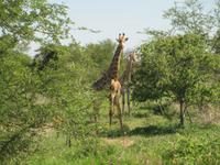 Trotz ihrer Größe kein Tier der 