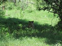 Ein Löwe im Gras und Schatten
