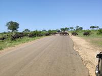 Achtung: Büffelüberquerung