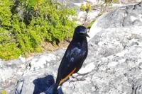 Südafrika - Glanzstar