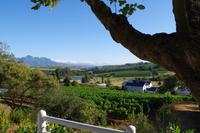 Südafrika - Stellenbosch - Devon Valley