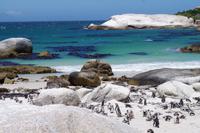 Südafrika - Boulders Beach