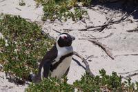 Südafrika - Boulders Beach