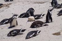 Südafrika - Boulders Beach