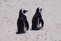 Südafrika - Boulders Beach