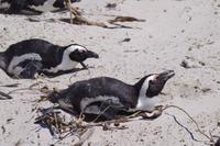 Südafrika - Boulders Beach