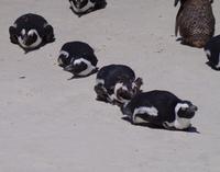 Südafrika - Boulders Beach