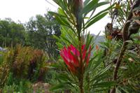 Südafrika - Kapstadt - Botanischer Garten Kirstenbosch