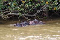 Südafrika - St. Lucia - Bootstour