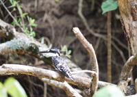 Südafrika - St. Lucia - Gray Fisher