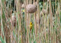 Südafrika - St. Lucia - Webervogel